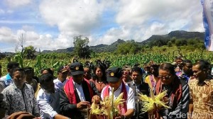 Dari Tahun ke Tahun Produksi Jagung di NTT Meningkat