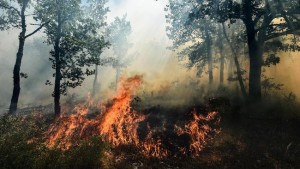 Kekeringan Picu Titik Api di NTT