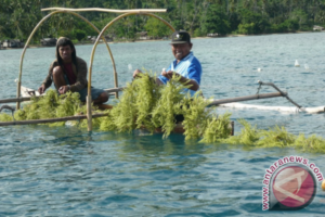 NTT Kembangkan Rumput Laut Pada Dua Klaster