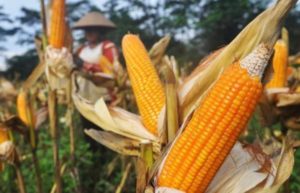 Pemerintah NTT Salurkan 1.255 Ton Benih Jagung