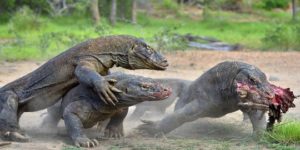 Komodo Cari Jodoh, Gegerkan Warga Nanga Baras Manggarai Timur NTT