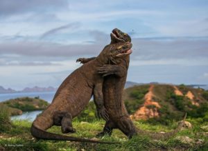 Pemerintah Pusat Bantah Penutupan Pulau Komodo