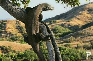 Menteri Pariwisata Pastikan Pulau Komodo Tak akan Ditutup untuk Wisatawan