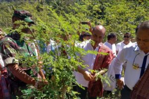 Kelor, Ikon Emas Super Nutrisi Menuju NTT Bangkit NTT Sejahtera