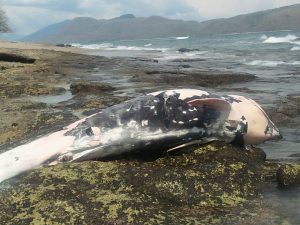 Seekor Lumba Lumpa Terdampar di Pantai Lewotobi