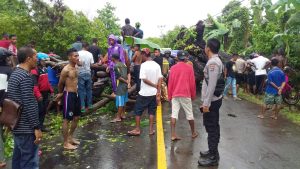 Pohon Tumbang, Trans Maumere Larantukan Macet Beberpa Jam