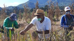 Wabup Flotim Agus Boli ajak orang muda Karantina di kebun lawan Corona.