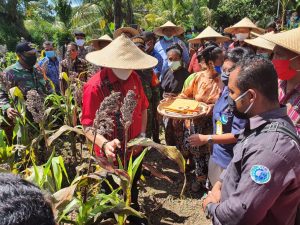 Pemkab Sikka Galang Gerakan Tanam Pangan Lokang Hadapi Resesi Ekonomi Global