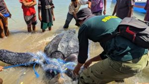 BBKSDA NTT Selamatkan Penyu Belimbing Raksasa