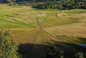 Filosofi Lodok dan Spider Rice Field di Manggarai