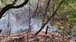 BBKSDA NTT Sigap Tangani Kebakaran Hutan dan Lahan CA Wae Wu’ul  Mabar