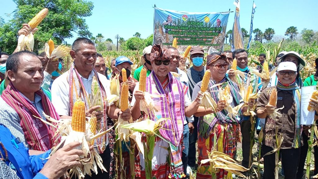 Gubernur NTT Panen Jagung di Lokasi TJPS Kabupaten Kupang