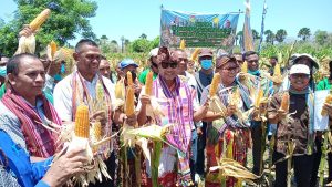 Gubernur NTT Panen Jagung di Lokasi TJPS Kabupaten Kupang