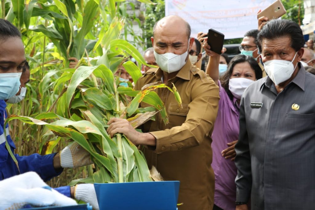 Gubernur Viktor : Sorgum Sebagai Komoditas Untuk Mendukung Ekonomi NTT