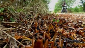 Hama Belalang Serang 200 Ha Tanaman Jagung di  Sumba Tengah