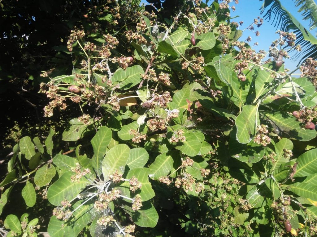 Pohon Jambu Mente Diserang Kutu Putih, Petani Rugi & Memprihatinkan