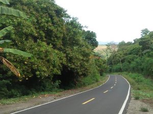 Mente Bunga Lebat, Buah Jarang di Flotim, Petani Terancam Gagal Panen