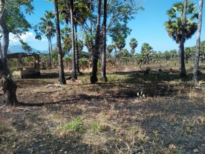 Astaga, Kebun Kelor Covid-19 di Trans Waiwerang-Ile Boleng Hangus Dilalap Api