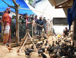 Komandan Korem 161/Wira Sakti Meninjau Ayam Kampung Unggulan di Wilayah Kodim 1621/TTS