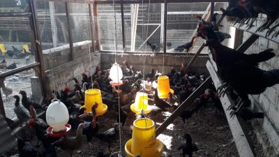 Kian Melejit, Solideo Farm Sudah Kuasai 147 Desa di Sikka, Siap Beternak Ayam Kampung