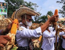 Panen Jagung dari Program TJPS di NTT Sudah Terserap Capai 500 Ton