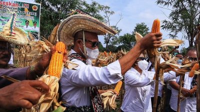 Panen Jagung dari Program TJPS di NTT Sudah Terserap Capai 500 Ton