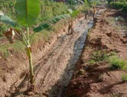 Kecewa Tak Kunjung Diperbaiki, Warga Perbatasan Manggarai Mabar Tanam Pisang di Badan Jalan Provinsi