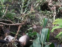 Banjir Terjang Desa Bokang Wolomatang Flores Timur